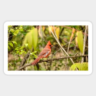 A resting male cardinal Sticker